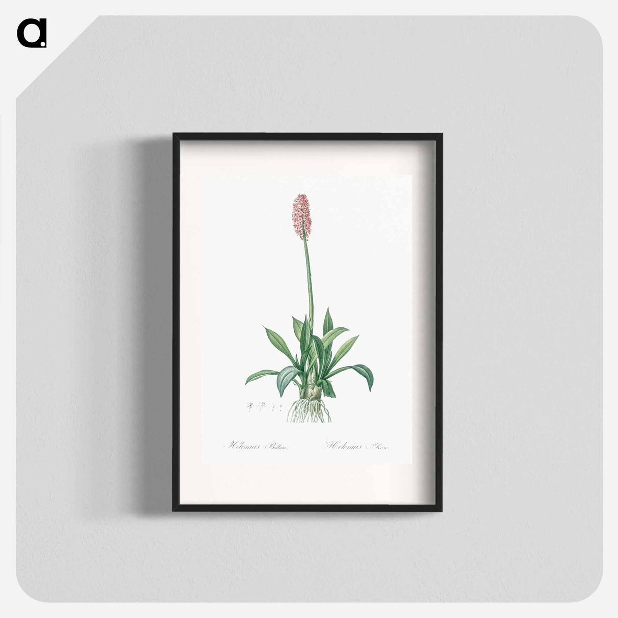 Swamp pink illustration - Pierre Joseph Redouté Poster.