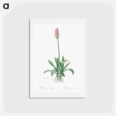 アートポストカード-Swamp pink illustration - ピエール ジョゼフ ルドゥーテ Postcard.