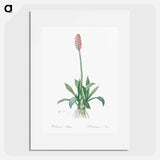 Swamp pink illustration - Pierre Joseph Redouté Poster.