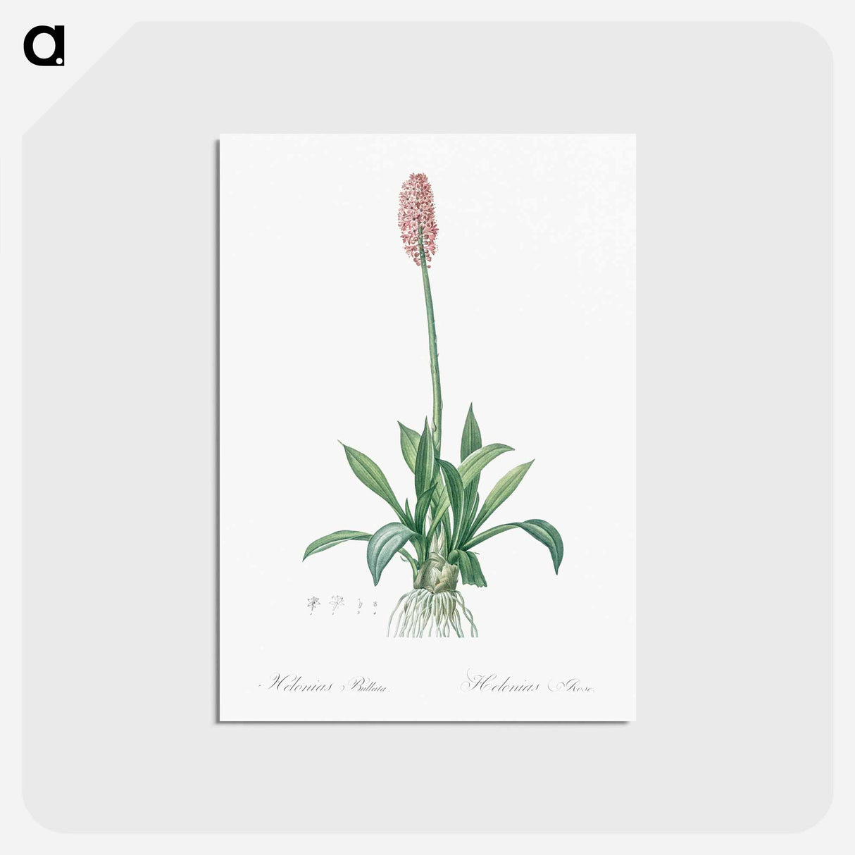 アートポストカード-Swamp pink illustration - ピエール ジョゼフ ルドゥーテ Postcard.