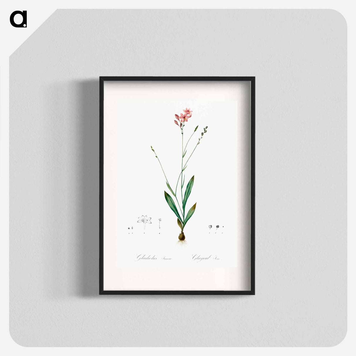 Gladiolus junceus illustration - Pierre Joseph Redouté Poster.