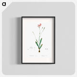 Gladiolus junceus illustration - Pierre Joseph Redouté Poster.