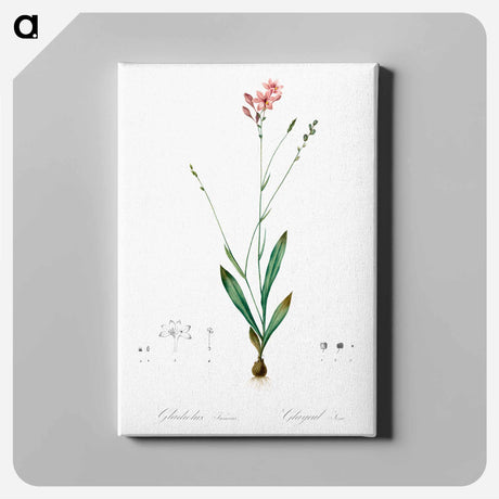 アートパネル-Gladiolus junceus illustration - ピエール ジョゼフ ルドゥーテ Canvas.