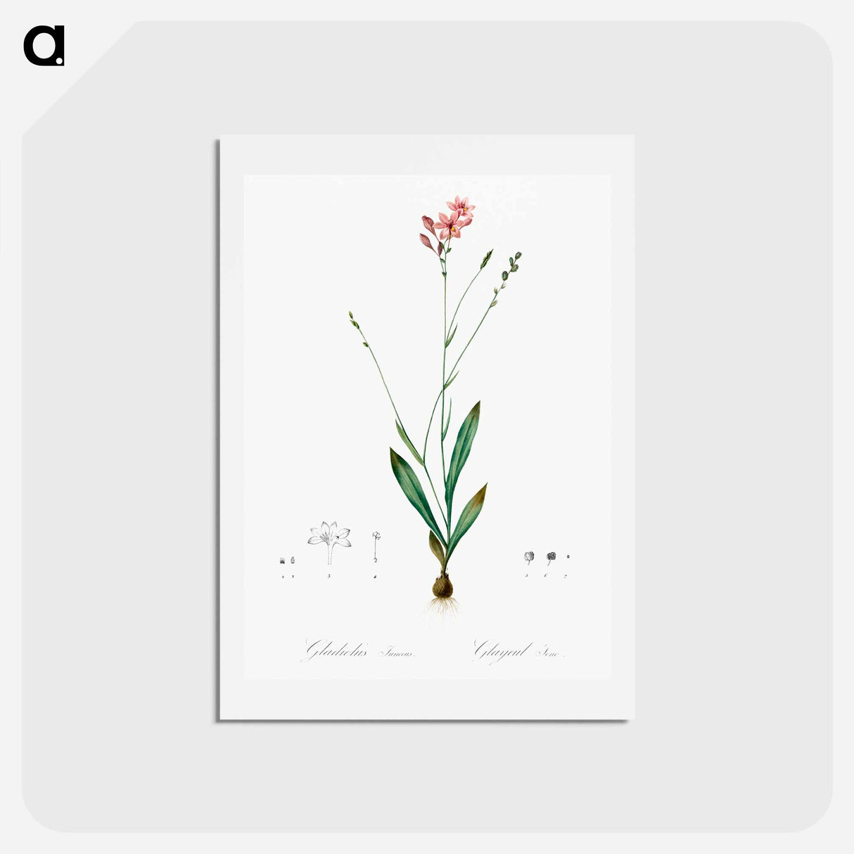 アートポストカード-Gladiolus junceus illustration - ピエール ジョゼフ ルドゥーテ Postcard.