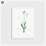 アートポストカード-Gladiolus junceus illustration - ピエール ジョゼフ ルドゥーテ Postcard.