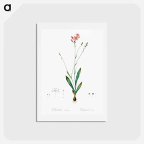 アートポストカード-Gladiolus junceus illustration - ピエール ジョゼフ ルドゥーテ Postcard.