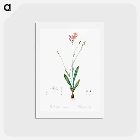 アートポストカード-Gladiolus junceus illustration - ピエール ジョゼフ ルドゥーテ Postcard.