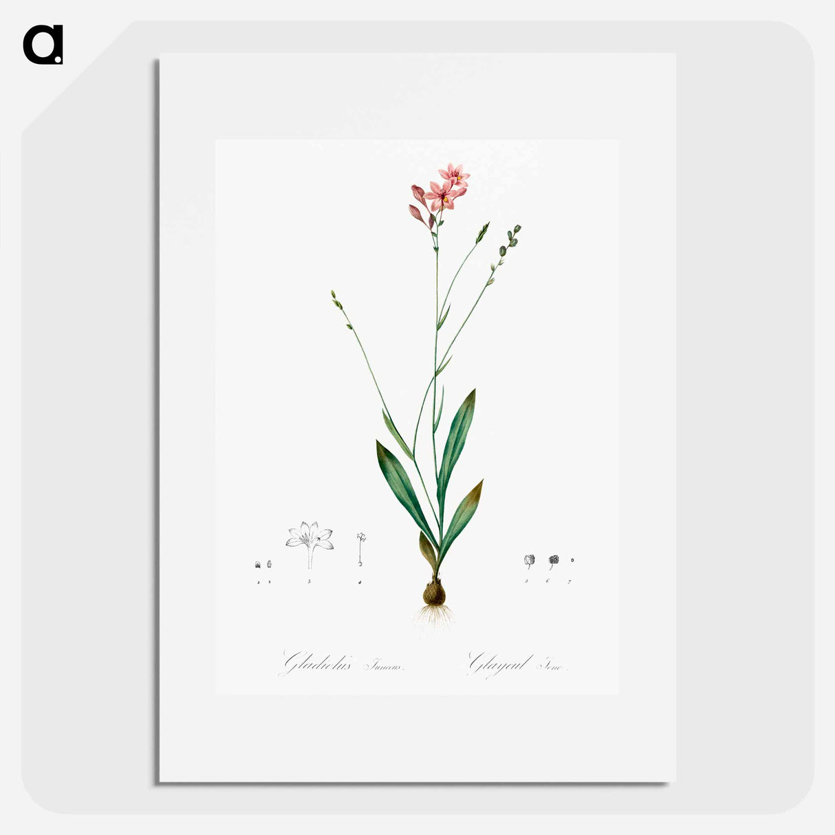 Gladiolus junceus illustration - Pierre Joseph Redouté Poster.