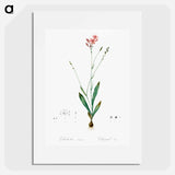 Gladiolus junceus illustration - Pierre Joseph Redouté Poster.
