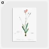 アートポストカード-Gladiolus junceus illustration - ピエール ジョゼフ ルドゥーテ Postcard.