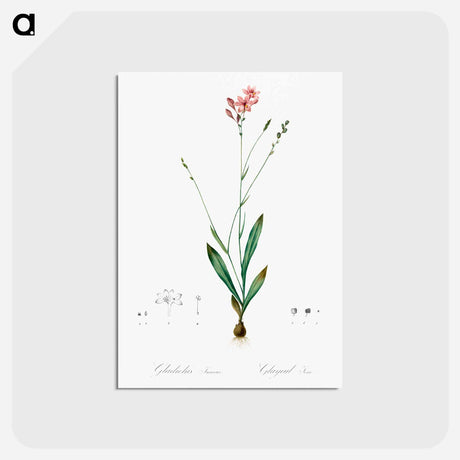 アートポストカード-Gladiolus junceus illustration - ピエール ジョゼフ ルドゥーテ Postcard.