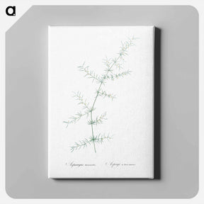 アートパネル-Climbing asparagus - ピエール ジョゼフ ルドゥーテ Canvas.
