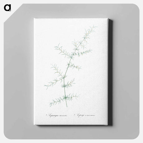 アートパネル-Climbing asparagus - ピエール ジョゼフ ルドゥーテ Canvas.