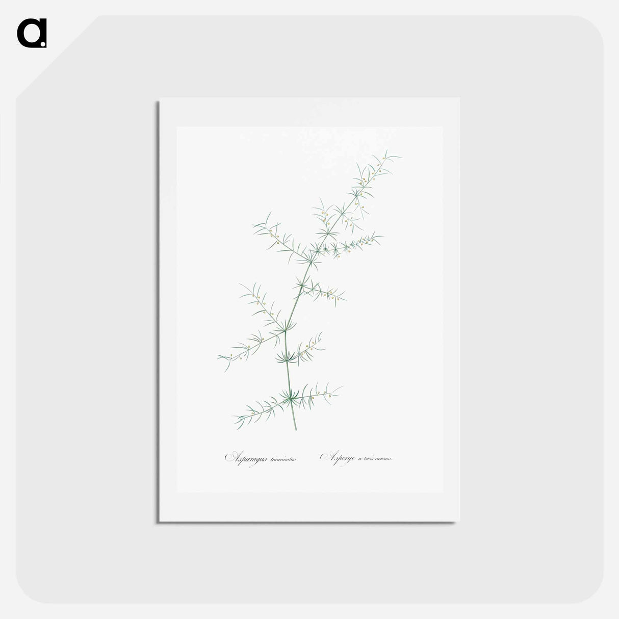 アートポストカード-Climbing asparagus - ピエール ジョゼフ ルドゥーテ Postcard.
