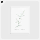 アートポストカード-Climbing asparagus - ピエール ジョゼフ ルドゥーテ Postcard.
