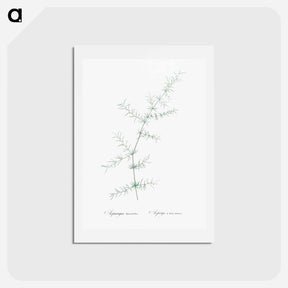 アートポストカード-Climbing asparagus - ピエール ジョゼフ ルドゥーテ Postcard.