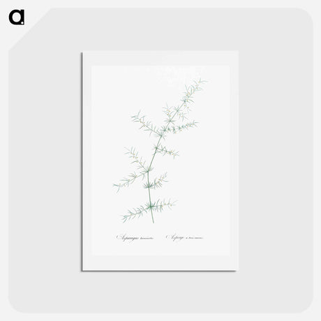 アートポストカード-Climbing asparagus - ピエール ジョゼフ ルドゥーテ Postcard.