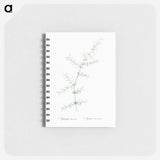 Climbing asparagus - ピエール ジョゼフ ルドゥーテ Memo.