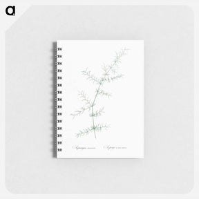 アートメモ帳-Climbing asparagus - ピエール ジョゼフ ルドゥーテ Memo.
