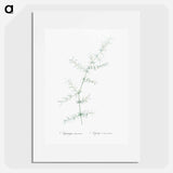 Climbing asparagus - Pierre Joseph Redouté Poster.