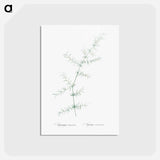 アートポストカード-Climbing asparagus - ピエール ジョゼフ ルドゥーテ Postcard.