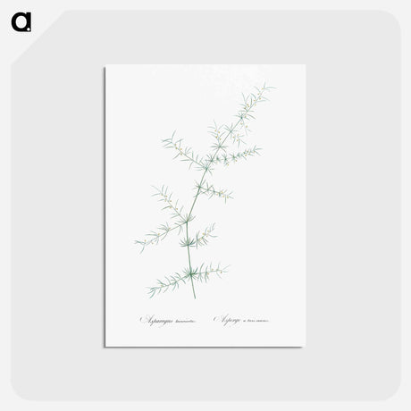 アートポストカード-Climbing asparagus - ピエール ジョゼフ ルドゥーテ Postcard.