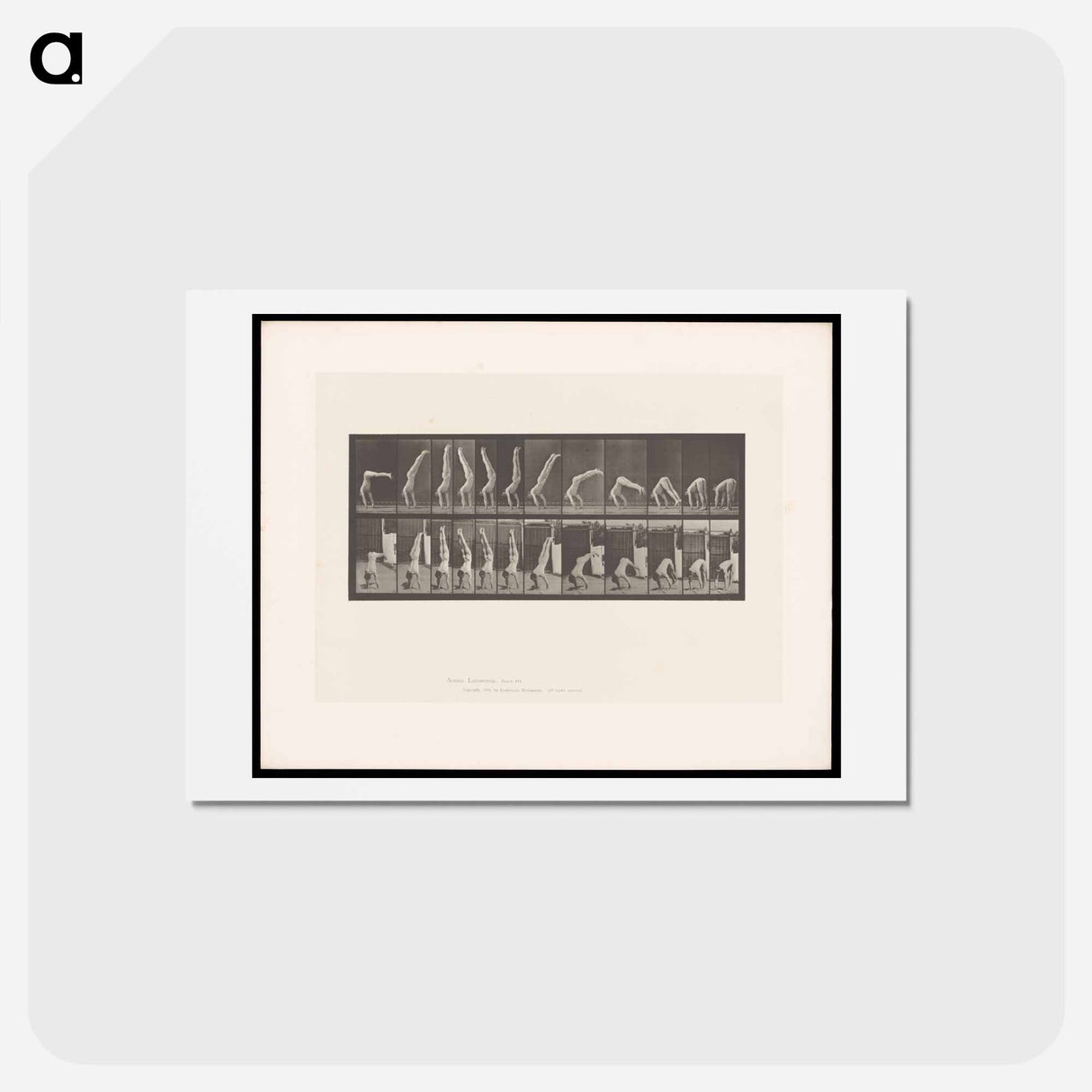 アートポストカード-Handstand
 - エドワード マイブリッジ Postcard.
