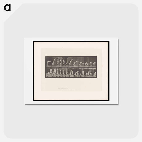 アートポストカード-Handstand
 - エドワード マイブリッジ Postcard.
