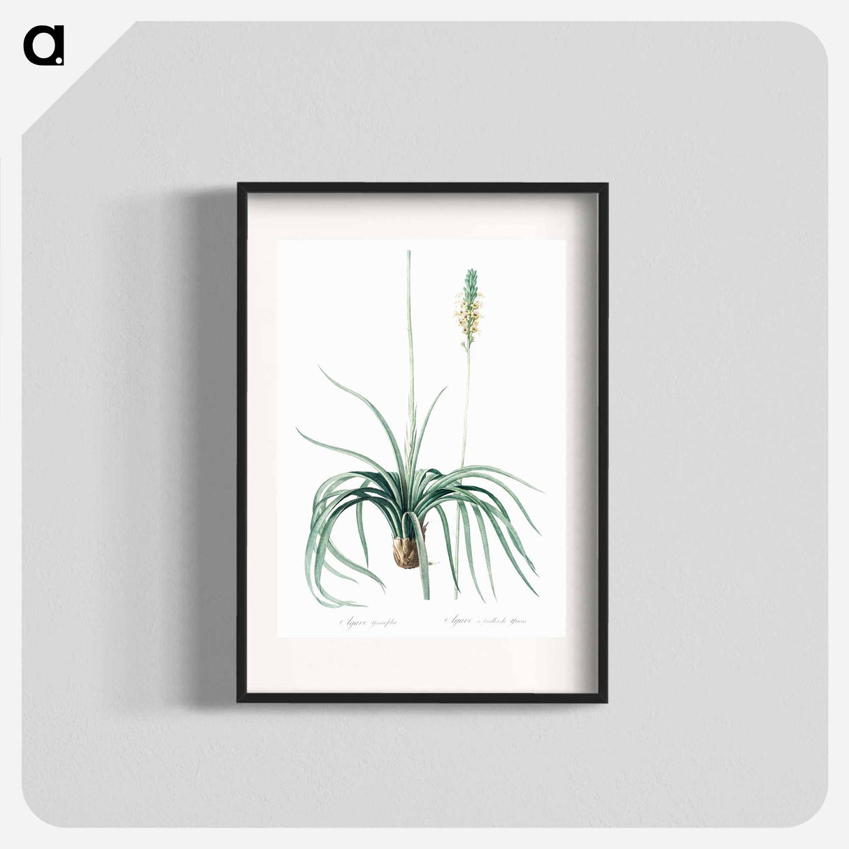 Agave yuccaefolia illustration from Les liliacées - Pierre-Joseph Redouté Poster.