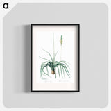 Agave yuccaefolia illustration from Les liliacées - Pierre-Joseph Redouté Poster.