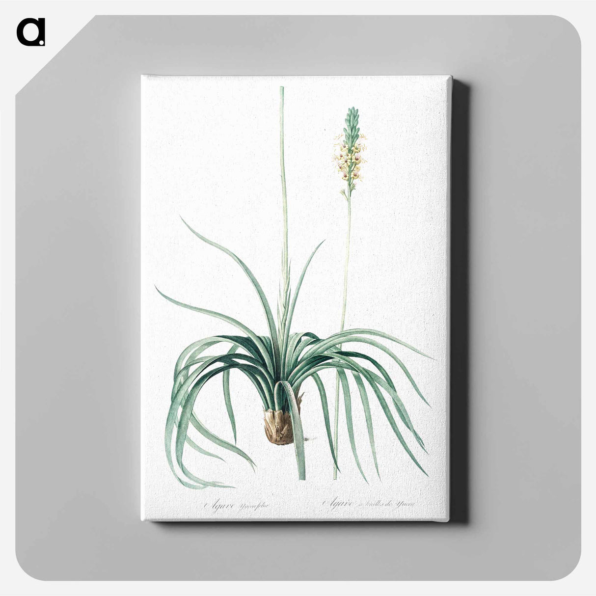 アートパネル-Agave yuccaefolia illustration from Les liliacées - ピエール ジョゼフ ルドゥーテ Canvas.