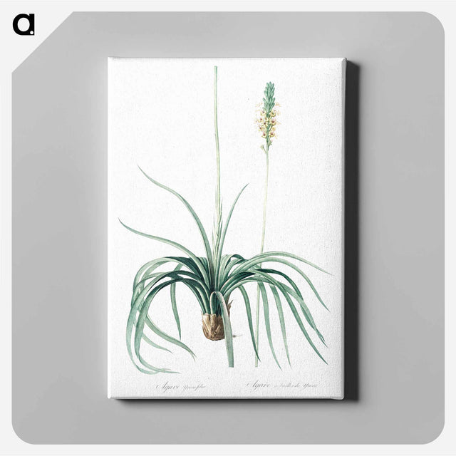 アートパネル-Agave yuccaefolia illustration from Les liliacées - ピエール ジョゼフ ルドゥーテ Canvas.