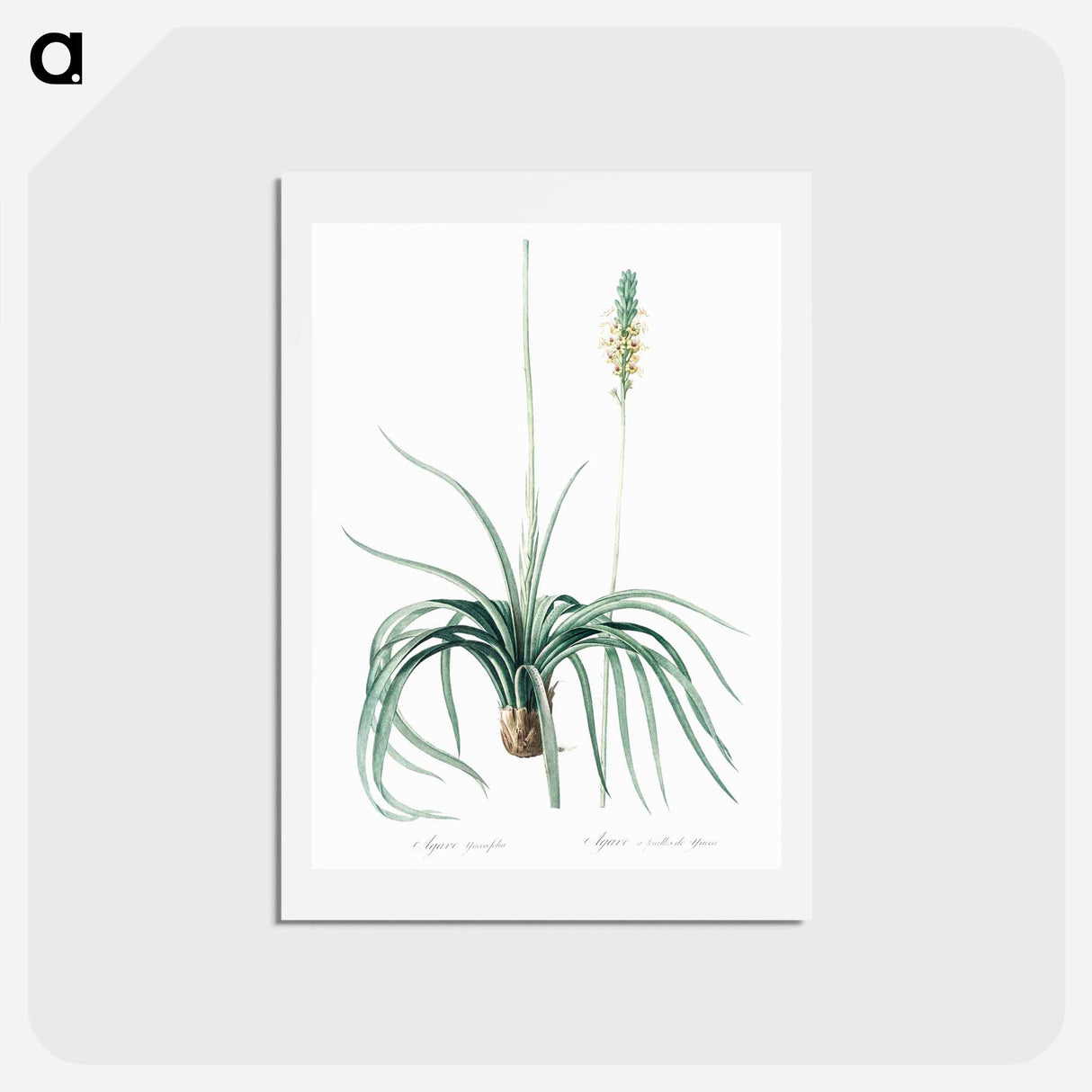 アートポストカード-Agave yuccaefolia illustration from Les liliacées - ピエール ジョゼフ ルドゥーテ Postcard.