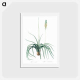 アートポストカード-Agave yuccaefolia illustration from Les liliacées - ピエール ジョゼフ ルドゥーテ Postcard.
