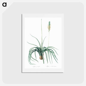 アートポストカード-Agave yuccaefolia illustration from Les liliacées - ピエール ジョゼフ ルドゥーテ Postcard.