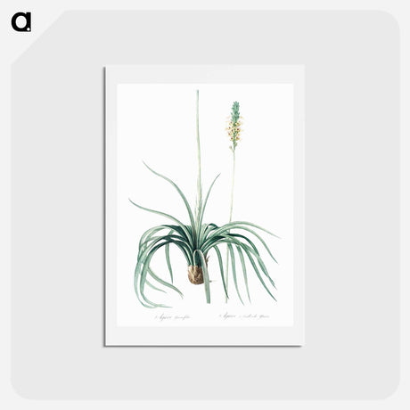 アートポストカード-Agave yuccaefolia illustration from Les liliacées - ピエール ジョゼフ ルドゥーテ Postcard.