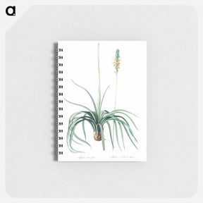 アートメモ帳-Agave yuccaefolia illustration from Les liliacées - ピエール ジョゼフ ルドゥーテ Memo.