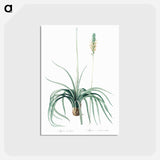 アートポストカード-Agave yuccaefolia illustration from Les liliacées - ピエール ジョゼフ ルドゥーテ Postcard.