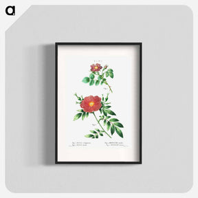 アートポスター-Sweetbriar rose (Rosa rubiginosa) 2. Virginia rose (Rosa lupida) - ピエール ジョゼフ ルドゥーテ Poster.