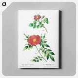 アートパネル-Sweetbriar rose (Rosa rubiginosa) 2. Virginia rose (Rosa lupida) - ピエール ジョゼフ ルドゥーテ Canvas.