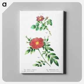 アートパネル-Sweetbriar rose (Rosa rubiginosa) 2. Virginia rose (Rosa lupida) - ピエール ジョゼフ ルドゥーテ Canvas.