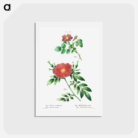 アートポストカード-Sweetbriar rose (Rosa rubiginosa) 2. Virginia rose (Rosa lupida) - ピエール ジョゼフ ルドゥーテ Postcard.