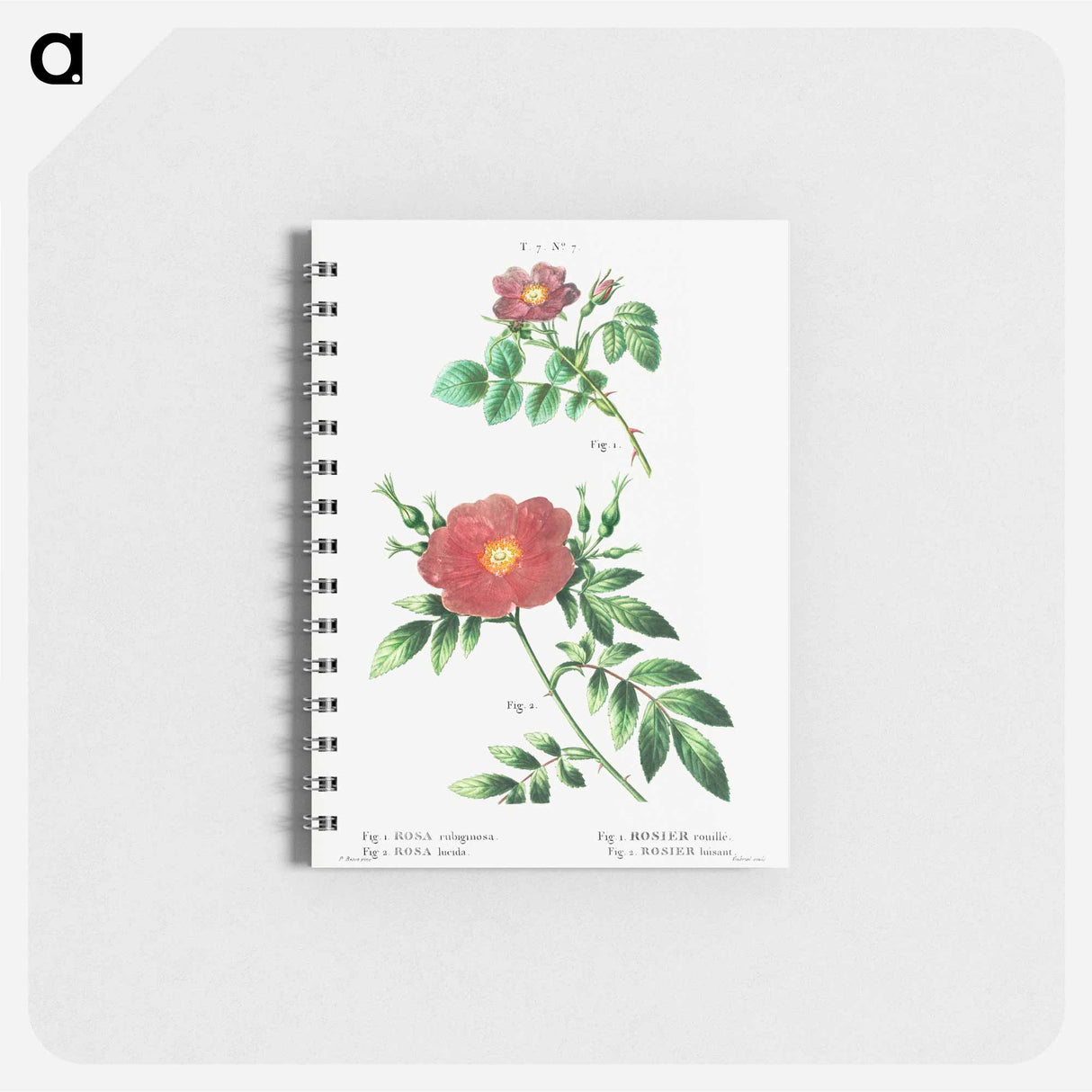 Sweetbriar rose (Rosa rubiginosa) 2. Virginia rose (Rosa lupida) - ピエール ジョゼフ ルドゥーテ Memo.