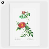 Sweetbriar rose (Rosa rubiginosa) 2. Virginia rose (Rosa lupida) - ピエール ジョゼフ ルドゥーテ Poster.