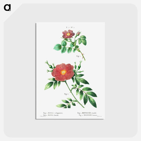 アートポストカード-Sweetbriar rose (Rosa rubiginosa) 2. Virginia rose (Rosa lupida) - ピエール ジョゼフ ルドゥーテ Postcard.
