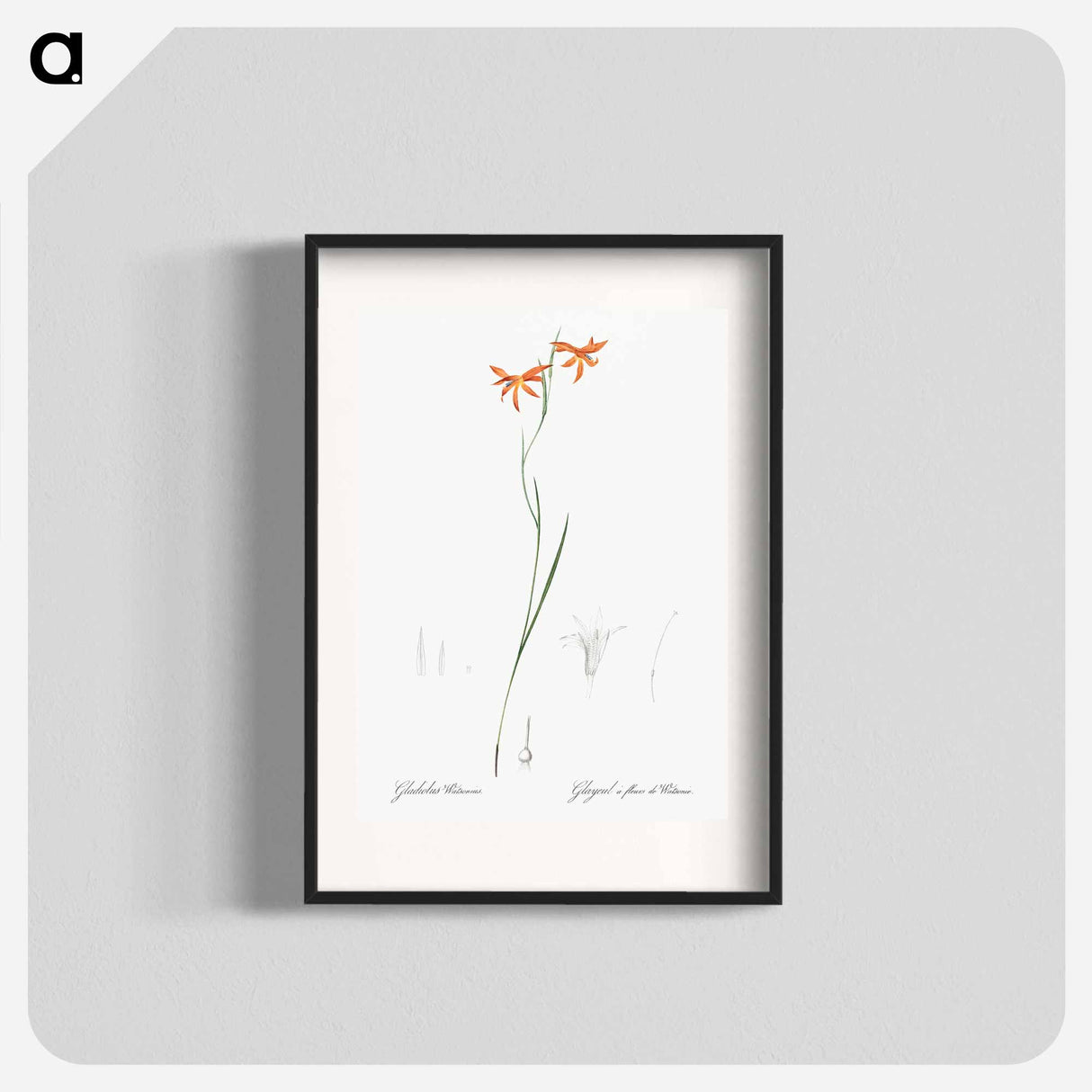 Gladiolus watsonius illustration from Les liliacées - Pierre-Joseph Redouté Poster.