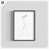 Gladiolus watsonius illustration from Les liliacées - Pierre-Joseph Redouté Poster.