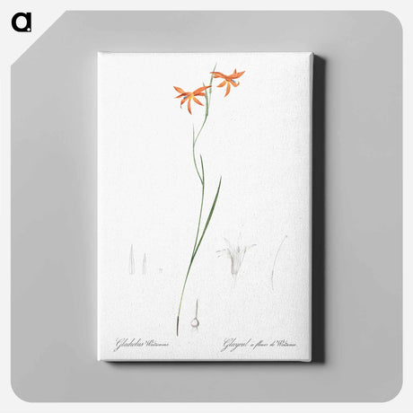 アートパネル-Gladiolus watsonius illustration from Les liliacées - ピエール ジョゼフ ルドゥーテ Canvas.