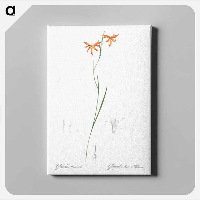 アートパネル-Gladiolus watsonius illustration from Les liliacées - ピエール ジョゼフ ルドゥーテ Canvas.
