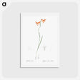 アートポストカード-Gladiolus watsonius illustration from Les liliacées - ピエール ジョゼフ ルドゥーテ Postcard.